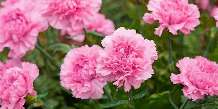 گل صورتی میخک یا Carnation