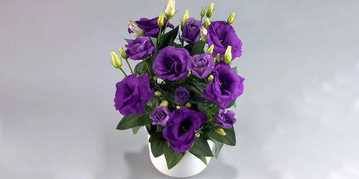 گلدان با گلهای لیسیانتوس بنفش رنگ
