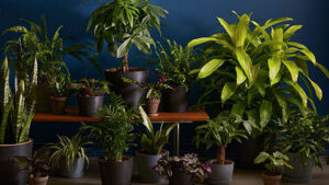 گیاهان-آپارتمانی-با-نیاز-نوری-کم