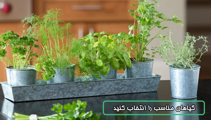 گیاهان مناسب برای رشد در خانه