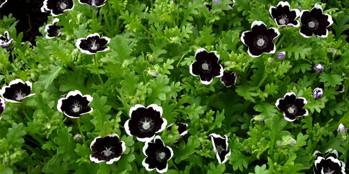بوته گل پونه سیاه یا Penny Black