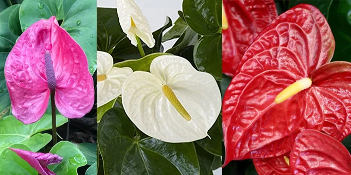 تاریخچه گل و انواع آنتوریوم با رنگهای مختلف