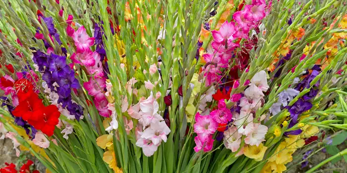 دسته گل گلایل با رنگهای متنوع