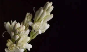 دو شاخه گل مریم طبیعی سفید رنگ زمینه مشکی