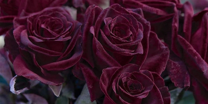 سه شاخه گل رز بلک Rose Black Baccara