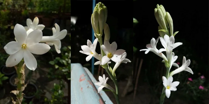 سه شاخه گل مریم سفید رنگ طبیعی