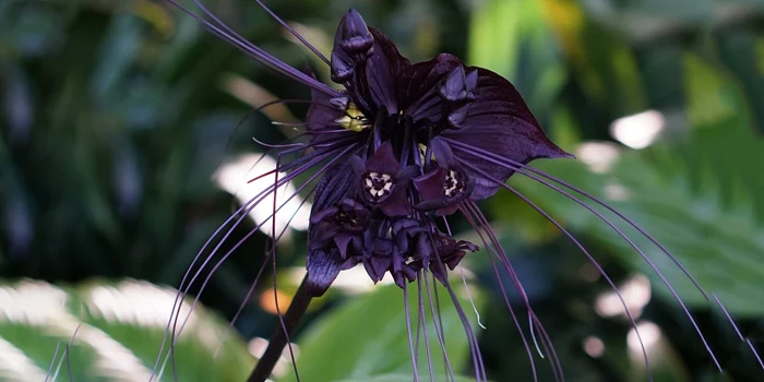 شاخه گل سیاه تکه‌دار Black Bat Flower
