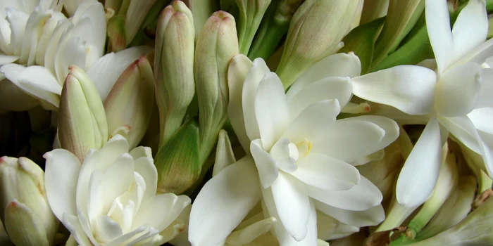 شکوفه و غنچه گل مریم سفید