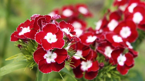 شکوفه‌های گل قرنفل قرمز بوته‌ای برای دسته گل