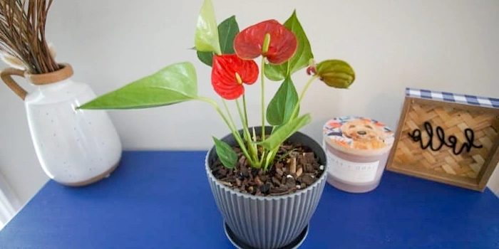مزایای نگهداری از گل آنتوریوم در خانه