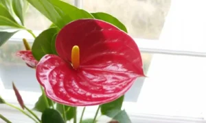 گل آنتوریوم قرمز گلدانی طبیعی