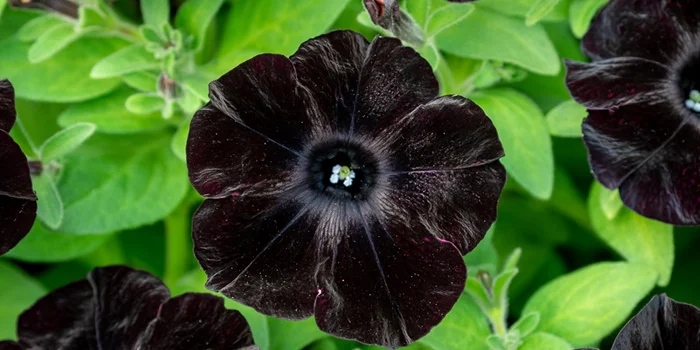 گل اطلسی مخملی سیاه یا Petunia Black Velvet