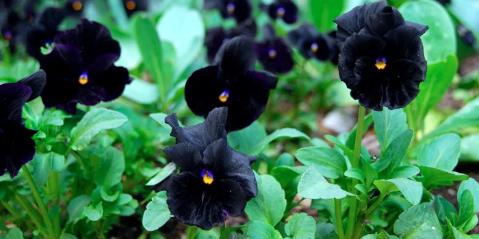 گل بنفشه پنسی سیاه یا Pansy ‘Black Beauty’