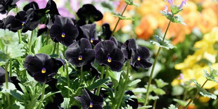 گل بنفشه یا Viola Blackout