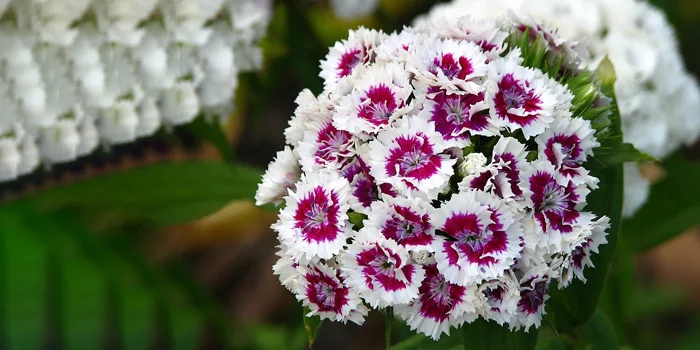 گل طبیعی قرنفل با رنگ جذاب سفید و قرمز