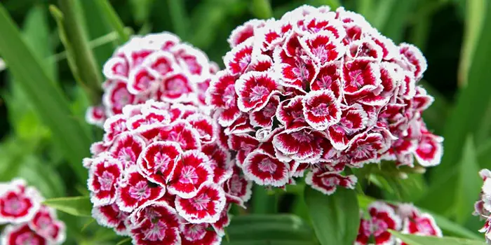 گل قرنفل دورنگ قرمز و سفید طبیعی