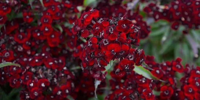گل قرنفل سیاه یا Sweet William ‘Sooty’