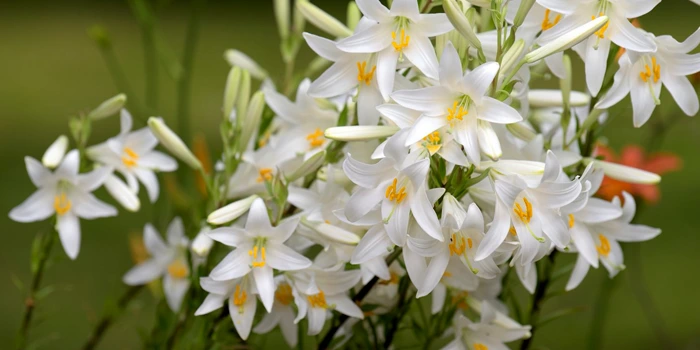 گل‌های لیلیوم مدونا سفید رنگ طبیعی