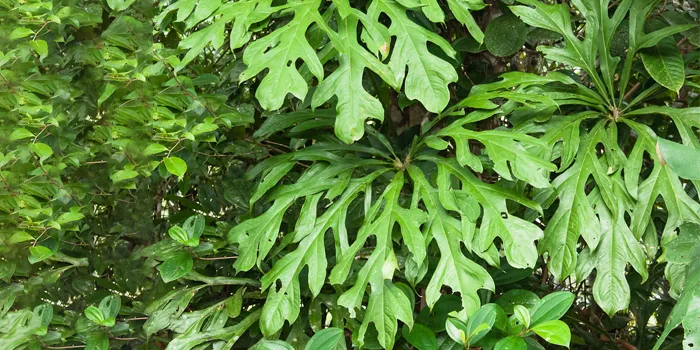 گیاه Anthurium clarinervium سبز بوته‌ای