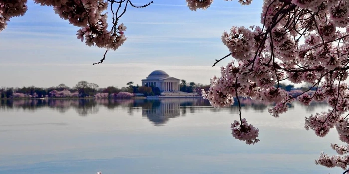 جشنواره ملی شکوفه‌های گیلاس واشنگتن آمریکا