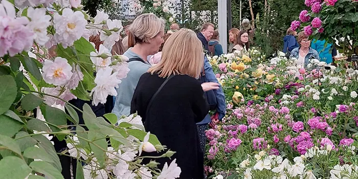 جشنواره گل‌های چلسی - لندن، انگلستان