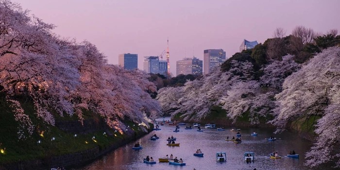 جشنواره گل‌های گیلاس - توکیو، ژاپن