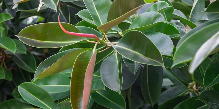 برگ‌های چرمی فیکوس الاستیکا یا rubber fig