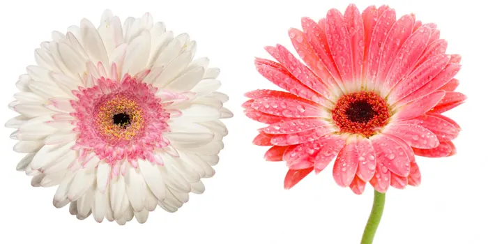 دو شاخه گل ژربرا گلبهی و سفید صورتی