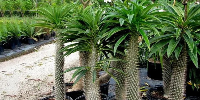 نخل ماداگاسکار گلدانی یا madagascar palm