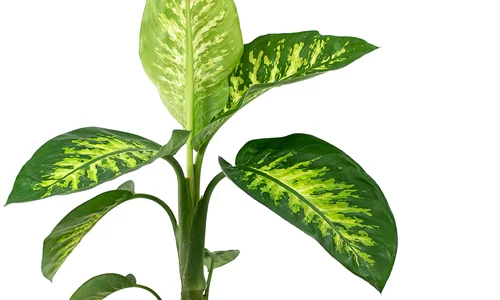 گیاه طبیعی دیفن باخیا یا Dieffenbachia سبز