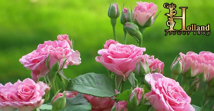 شاخه و بوته گل رز ایرانی صورتی