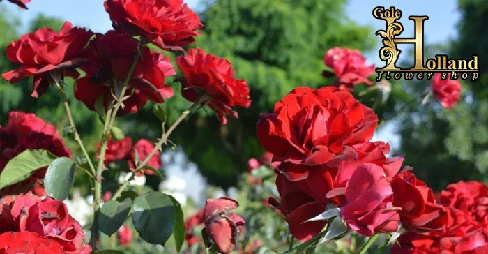 کاشت و نگهداری گل رز ایرانی