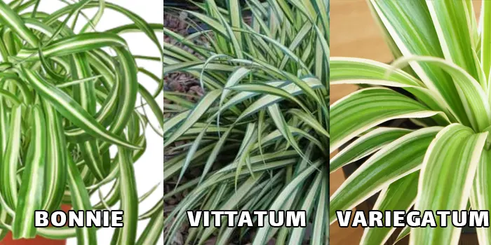 سه مدل از انواع گیاه گندمی طبیعی سبز