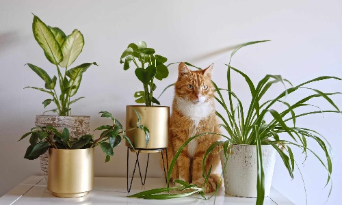معرفی 14 گیاه مناسب گربه‌های داخل خانه