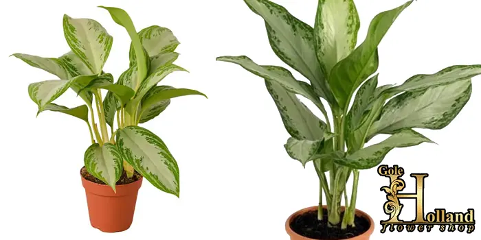 گیاه تصفیه کننده هوا گیاه آگلونما