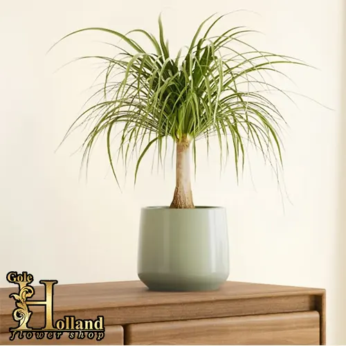 گیاه نخل لیندا یا Ponytail Palm