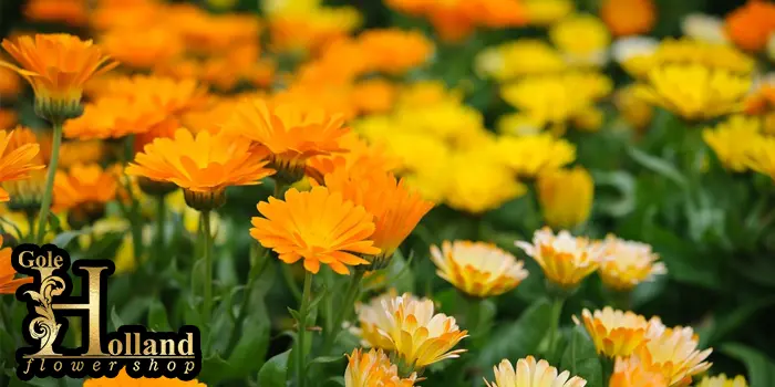 باغ پر از گل همیشه بهار نارنجی و زرد