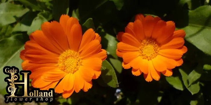 دوشاخه گل همیشه بهار نارنجی